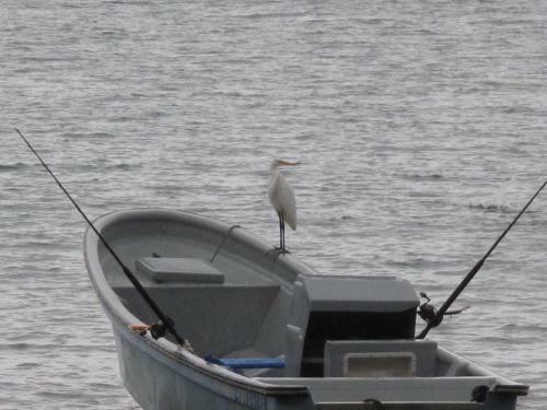 Hostal Pacific Sailfish Ecolodge