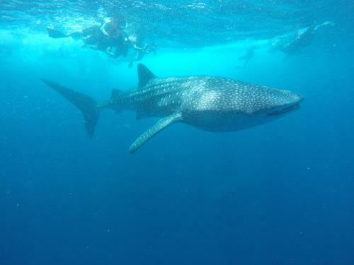 Hostal Equa Reef Maldives