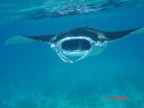 Hostal Whale Shark Inn