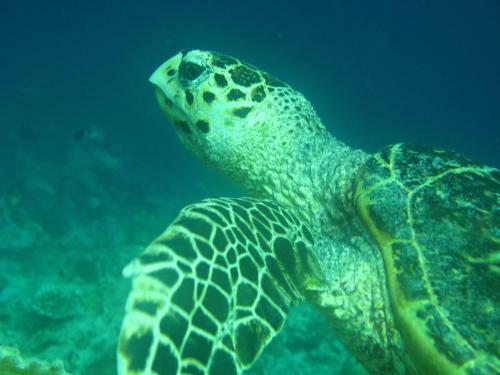 Hostal Whale Shark Inn