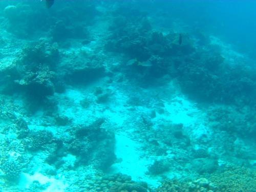 Hostal Arora Inn