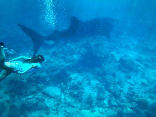 Hostal Sundive Lodge Maldives