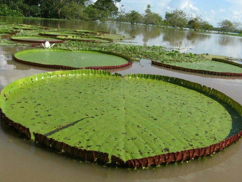 Hotel Caba�a Flotante Kurupira