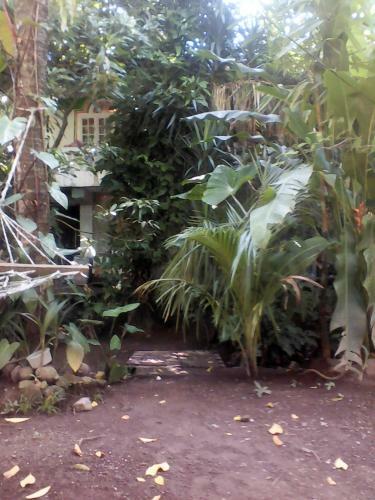 Albergue Jungle In Town