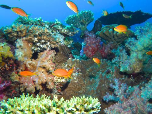 Hotel Taveuni Island Resort & Spa