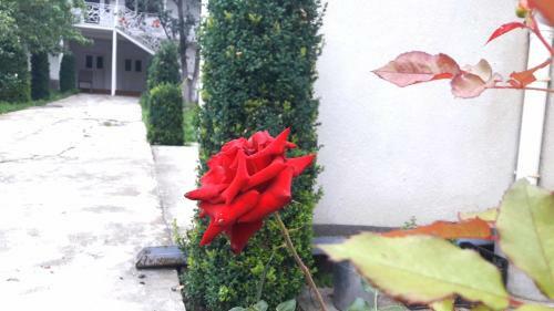 Hostal Green Garden Guesthouse