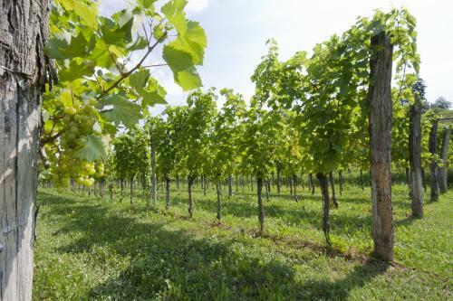 Bed & Breakfast Alloggio Agrituristico Corte San Biagio