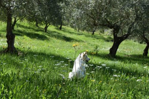 Bed & Breakfast Agriturismo Terra Selvatica