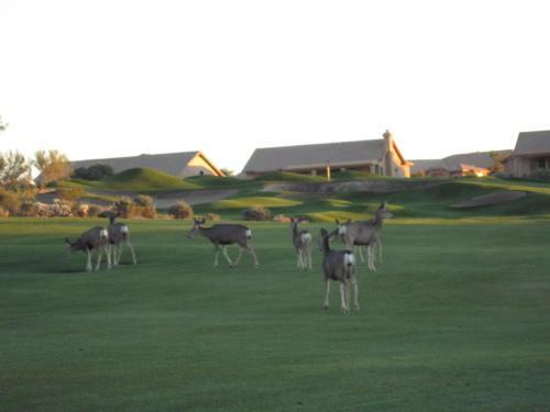 Hotel Gold Canyon Golf Resort