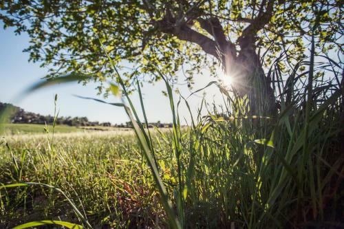Agroturismo S'hort Des Convent