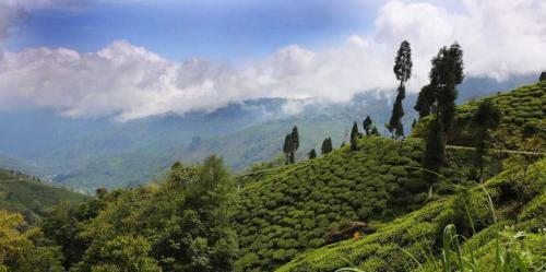 Hotel Chamong Chiabari - Mountain Retreat & Spa