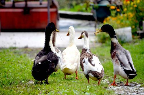 Apartamento Reichensberghof