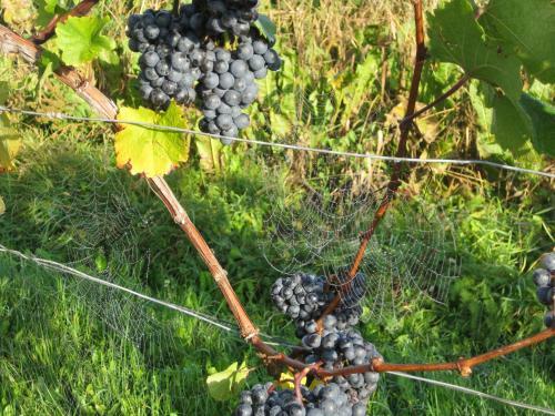 Weinbau Winzerzimmer Veronika Und Alfred Kl�ckl