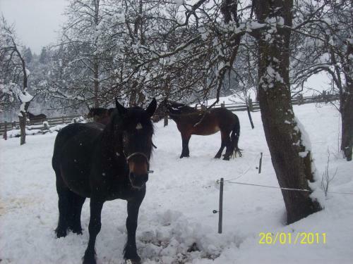 Apartamento Appartements Oberhof