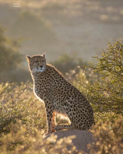 Woodbury Lodge ? Amakhala Game Reserve