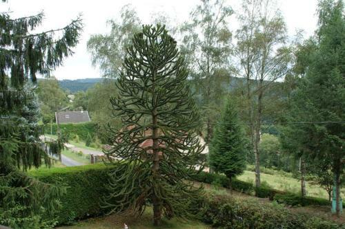 Chez Mamie G�teau
