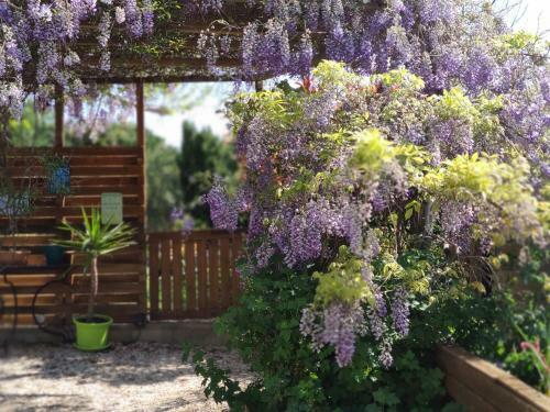 Bed & Breakfast Maison D'h�tes Coeur D'h�rault