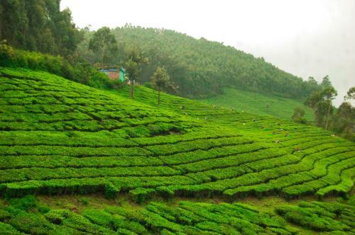 Munnar Valley View