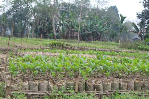 Hotel Chai Seeds Resort