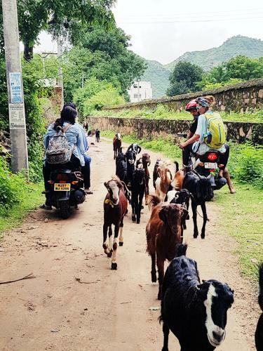 Gypsy Child Lake Hostel Udaipur