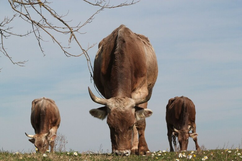 Agroturismo Fattoria Lucciano