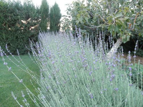 Apartamento Masseria Sant'elia