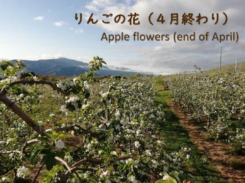 Shinshu Yokoya Farm