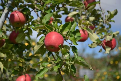 Shinshu Yokoya Farm