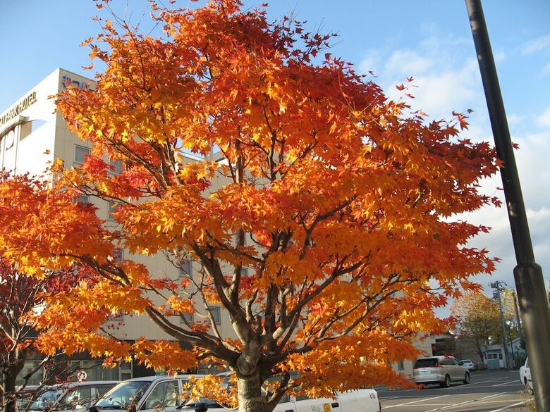 Mutsu Park Hotel
