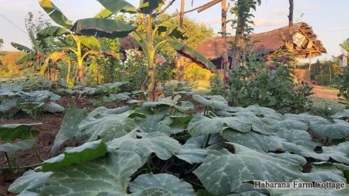 Hotel Habarana Farm Cottage