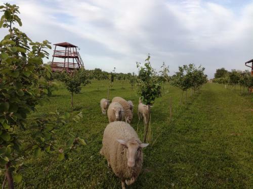 Bed & Breakfast Sala? Farma 47-miris Dunja