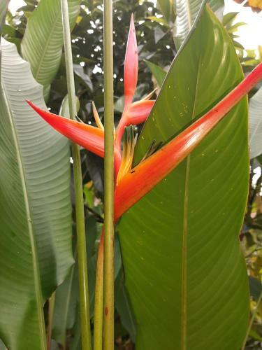 Hostal Garden Of Heliconias Lodge