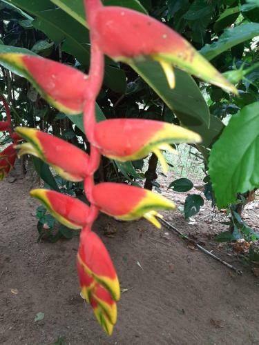 Hostal Garden Of Heliconias Lodge