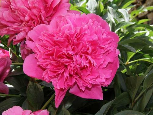 Apartamento Ferienwohnung Zum Torfstecher