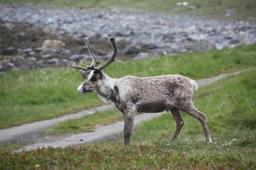 Lyngen Havfiske Og Tursenter