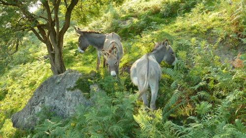 Apartamento Casa Rural Arbegain Etxea