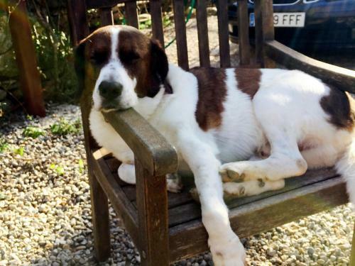 Agroturismo Mas Torrencito Pet Friendly