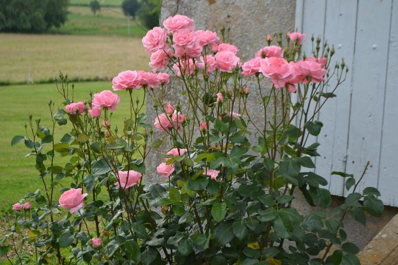 Bed & Breakfast Ch�teau De Sury