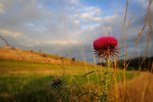 Hostel Kozmus