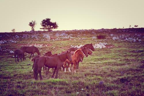 Agroturismo Farm Stay Peternelj