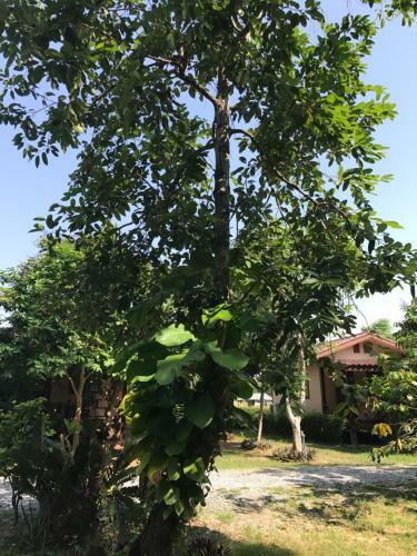 Hotel Baan Suan Rim Nam