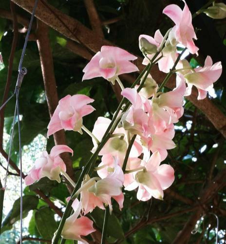 Hotel Khaoyai Nature Retreat