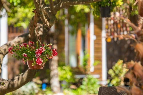 Agroturismo Likya Evleri Olympos