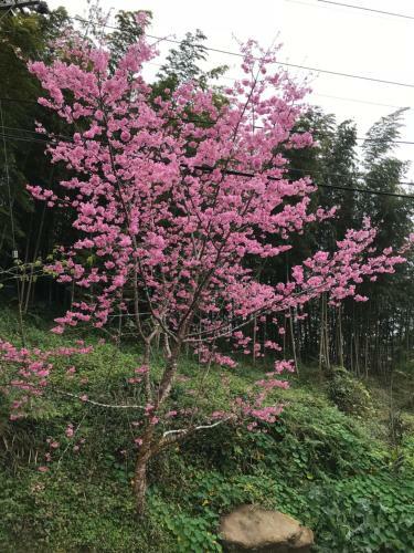 Zhu Yuan Homestay