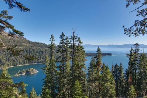 Pine Tree Getaway