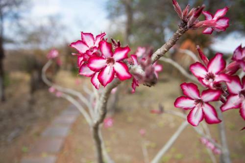 Lodge Misava Safari Camp - Klaserie Drift