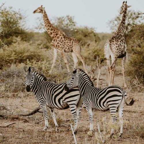 Lodge Misava Safari Camp - Klaserie Drift