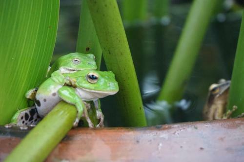 Bed & Breakfast Juhu Farmstay