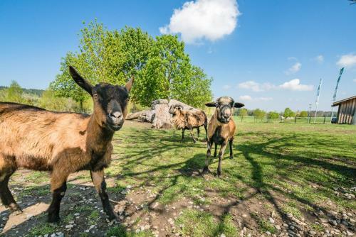 Agroturismo Ferienhof Tiergarten