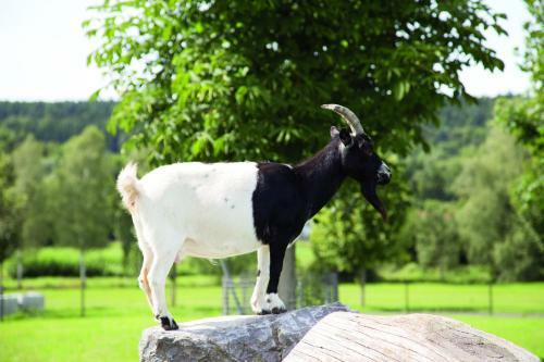 Agroturismo Ferienhof Tiergarten